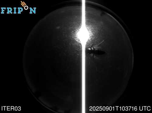 Full size capture Medicina (ITER03) 2025-09-01 10:37:16 Universal Time